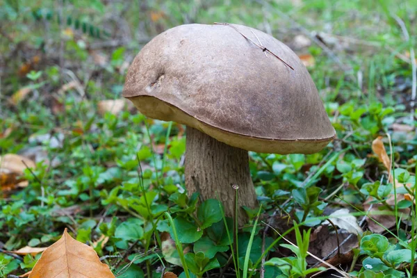 Steinpilze — Stockfoto