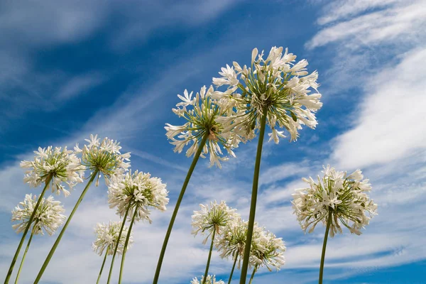 青い空に白い花 — ストック写真