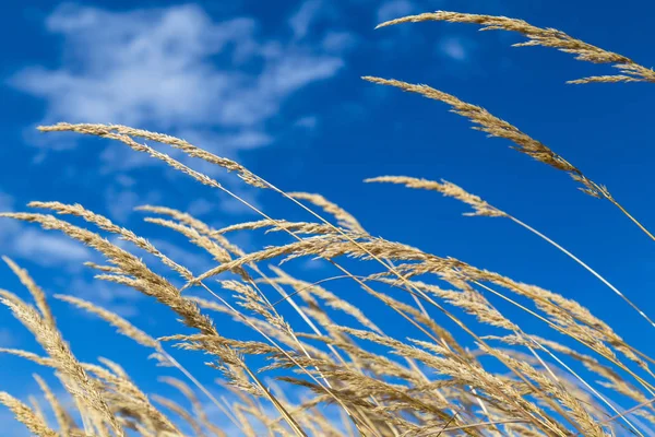 空を背景黄色の耳の穀物 — ストック写真