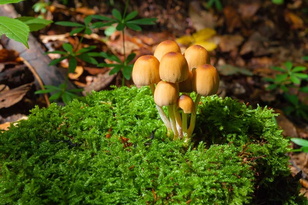 Pilze auf Baumstumpf — Stockfoto