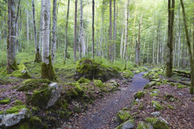 Yazın yeşil dağ ormanı