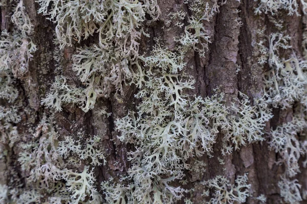 Lichene grigio su corteccia di quercia marrone — Foto Stock