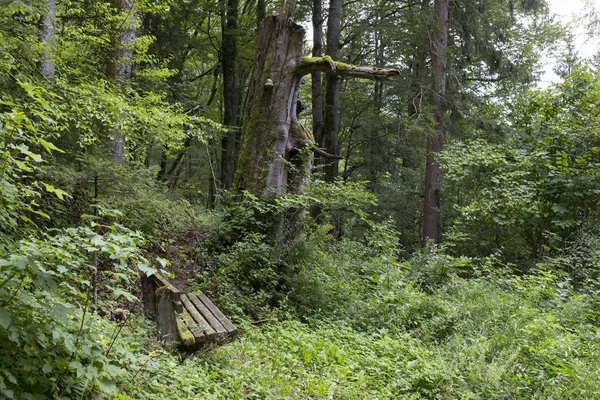 Abandoned bench in the forest — Stockfoto