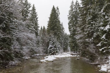 Kışın dağ nehri. Belá nehri. Yüce Tatras. Slovakya