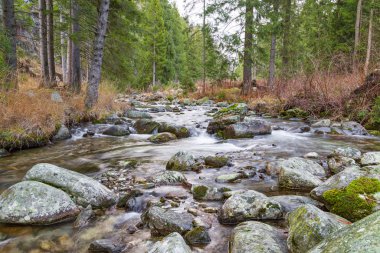 Ormandaki hızlı dağ nehri. Ziarska vadisi. Batı Tatras. Evet.
