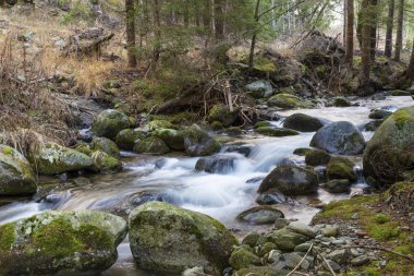 Ormandaki hızlı dağ nehri. Ziarska vadisi. Batı Tatras. Evet.