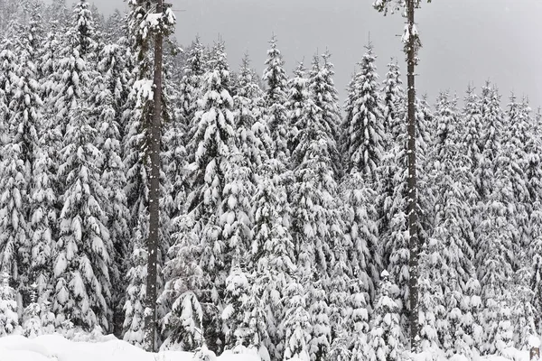 Naaldhout bos in de sneeuw. — Stockfoto