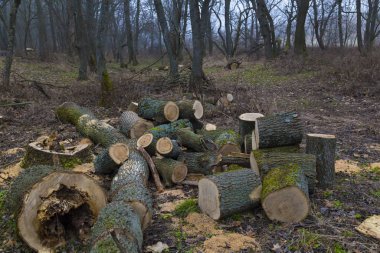 Çıplak yaprak döken ormanda orman temizleniyor. Ukrayna
