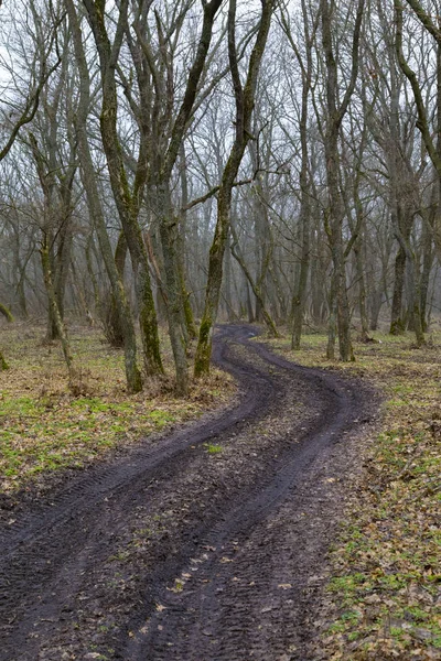 Vacker tidig vår. Vindlande grusväg i skogen — Stockfoto