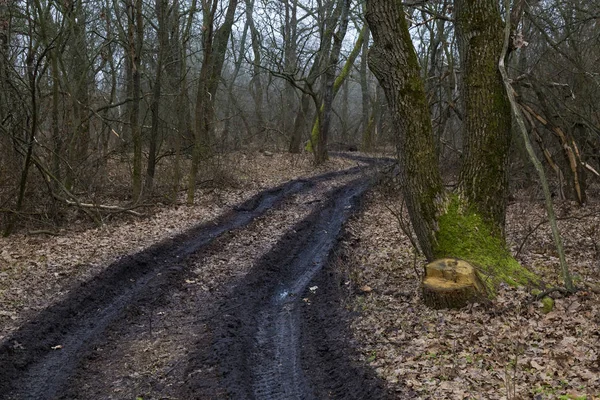 Vindlande grusväg i nakenekskogen — Stockfoto