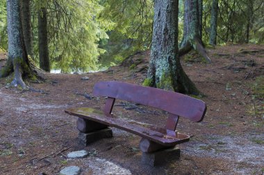 Ormanda dinlenmek için ahşap bank. Demanovska vadisi. Slovakya