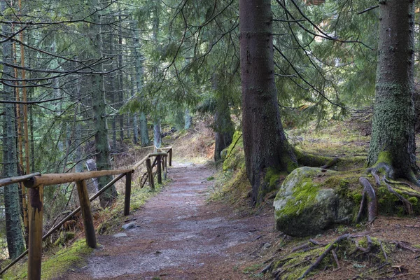 Trilha de caminhadas da natureza na floresta de montanha conífera. Demanovska va — Fotografia de Stock