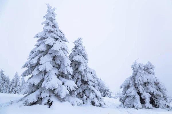Sparren bedekt met sneeuw op een berghelling. — Stockfoto