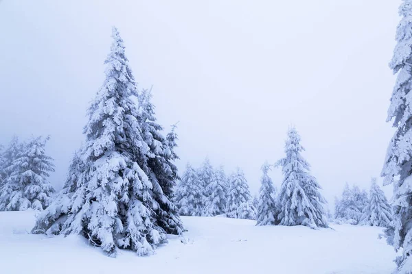 Den bedekt met sneeuw op de berghelling — Stockfoto