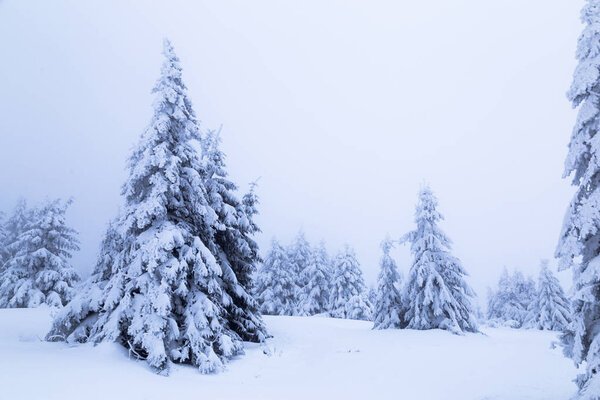 pine covered with snow on mountain slope