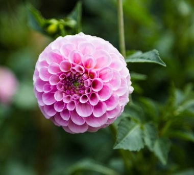 Pembe çiçek dahlia .