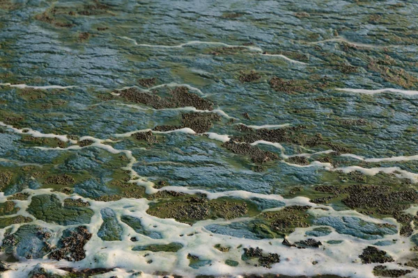 Algas tóxicas en la superficie del agua — Foto de Stock