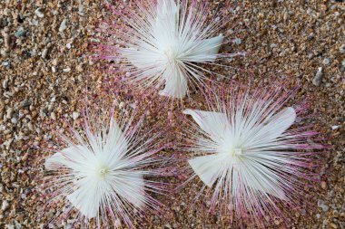 Kumda Barringtonia asiatikası çiçekleri.