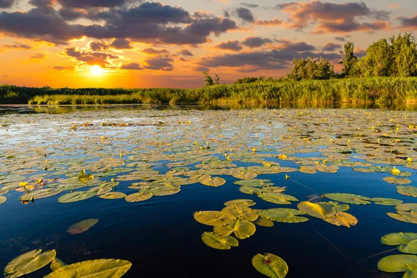 Coucher de soleil sur le lac avec nénuphars — Photo