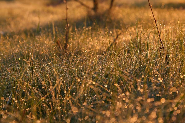 Dauw op het gras in het zonlicht van dichtbij — Stockfoto