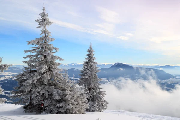 Snow-covered fir on the hillside — Stock Photo, Image