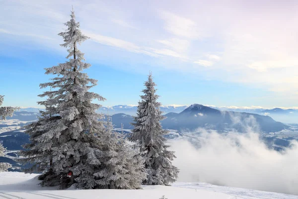 Abeto coberto de neve na encosta — Fotografia de Stock