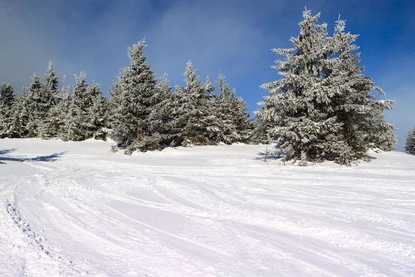 Sneeuw bedekte spar in de bergen — Stockfoto