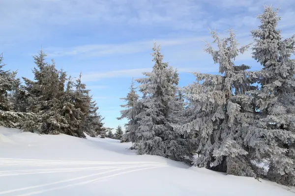 Winter in naaldbos — Stockfoto