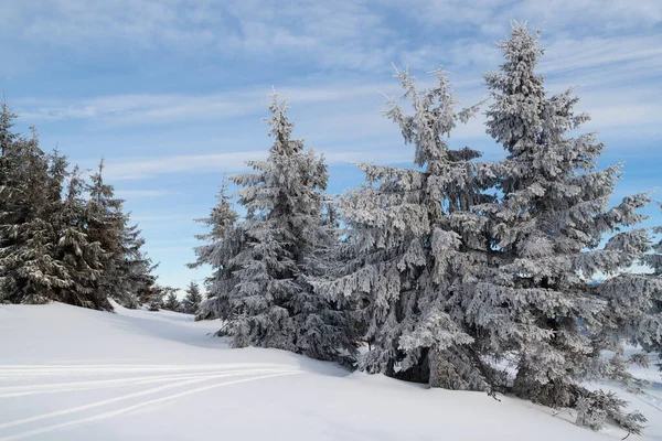 Winter in naaldbos — Stockfoto