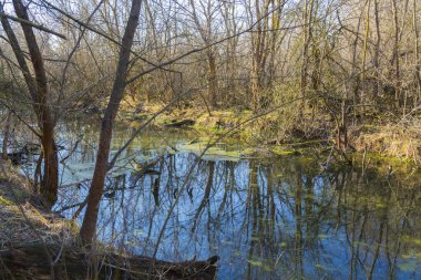 Forest swamp  landscape. Marshland 
