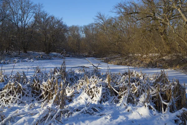 Invierno nevado en el bosque pantano . — Foto de Stock
