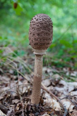 Bir genç mantar şemsiyesi .