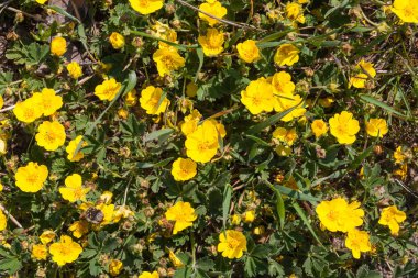 Yerde küçük sarı çiçekler.