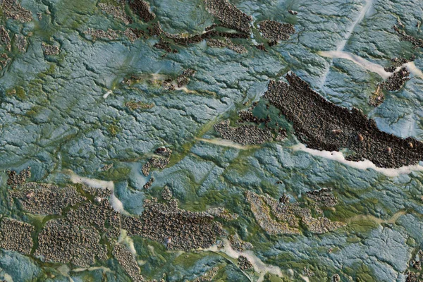 Toksyczne glony na powierzchni wody — Zdjęcie stockowe