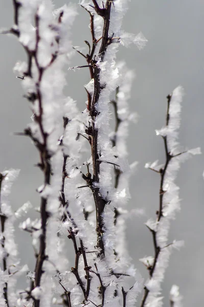 Bevroren takken in de winter. — Stockfoto