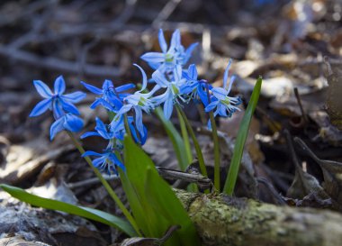 Ormanda hafif mavi kar damlaları. İlk bahar çiçekleri doğal bulanık arka planda, seçici odaklanma. Scilla bifolia, alp ciyaklaması. Ormanda ilkbahar, ilkbahar