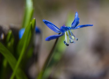 Ormanda çiçek açan mavi kardamlası, mantarlar ve tokmaklar, makro. Doğal bulanık arka planda ilk bahar çiçeği, seçici odaklanma. Scilla bifolia, alp ciyaklaması. İlkbahar