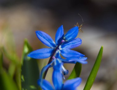 Primrose, ilk bahar çiçeği. Yaprakta küçük bir böcek olan mavi kartopu, yakın plan, doğal bulanık arkaplan, seçici odak. Scilla bifolia, alp ciyaklaması. İlkbahar.