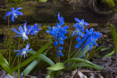 Ormandaki mavi kar damlaları. İlk bahar çiçekleri doğal bulanık arka planda, seçici odaklanma. Scilla bifolia, alp ciyaklaması. Ormanda ilkbahar, ilkbahar