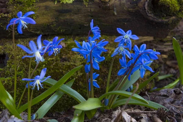 Ormandaki mavi kar damlaları. İlk bahar çiçekleri doğal bulanık arka planda, seçici odaklanma. Scilla bifolia, alp ciyaklaması. Ormanda ilkbahar, ilkbahar