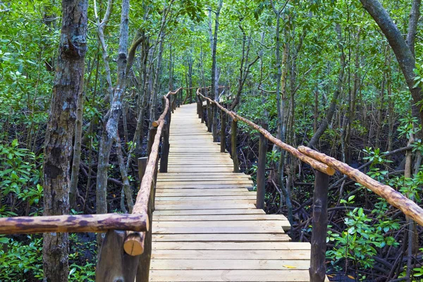 Vahşi yaşam rezervi. Jozani Chwaka Körfezi Ulusal Parkı, Zanzibar Adası, Tanzanya 'daki mangrovların üzerindeki tahta köprü. Turizm beldesi, turizm beldesi