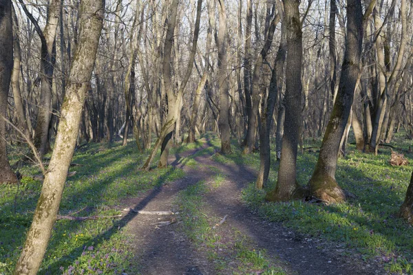 Vårens Naturlandskap Våren Skogen Vindlande Svarta Grusväg Vindar Bland Lövlösa — Stockfoto