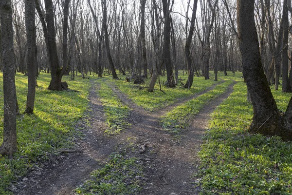 Vårens Naturlandskap Våren Skogen Två Slingrande Svarta Grusvägar Slingrar Sig — Stockfoto