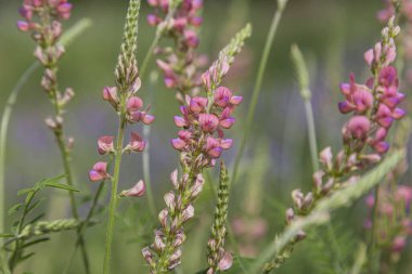 Çayırda vahşi pembe çiçekler. Çiçek açan sainfoin, Onobrychis viciifolia güneş ışığında bulanık yeşil arka planda bir tarlada.