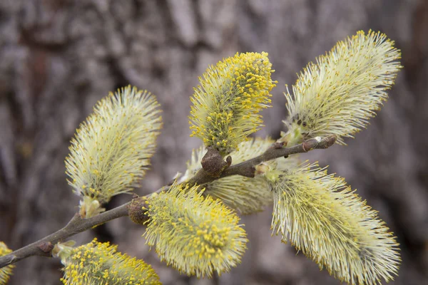 Pussy Willow Branches Catkins Blurred Brown Natural Background Flowering Willow — 图库照片