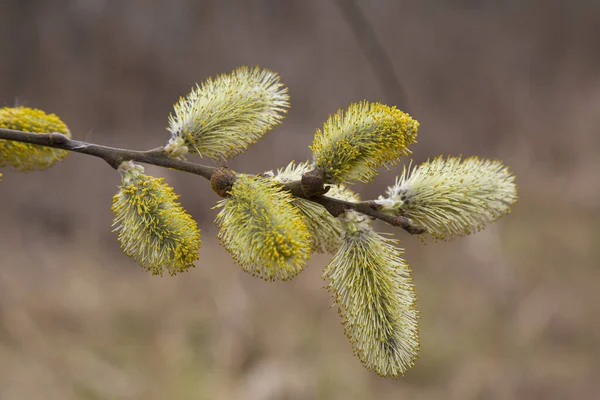 Pussy Willow Branches Catkins Blurred Brown Natural Background Flowering Willow — 图库照片