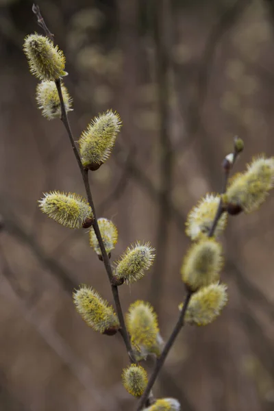 Pussy Willow Branches Catkins Blurred Natural Background Macro Photo Flowering — 图库照片