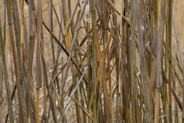 Braune Schilftextur Getrocknete Schilfhalme Abstrakter Hintergrund Wildes Trockenes Sumpfgras Der — Stockfoto