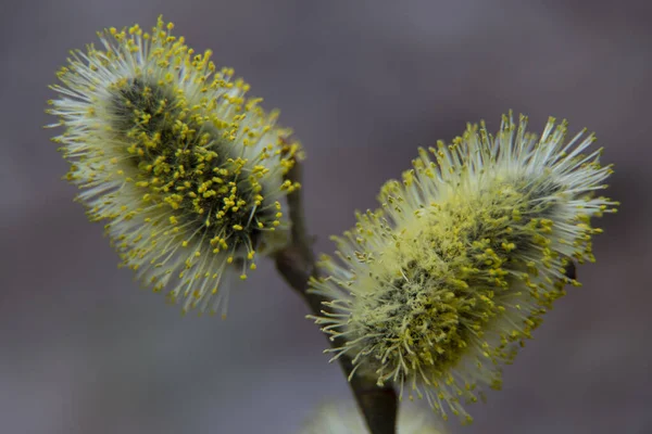 Pussy Willow Branch Catkins Blurred Natural Background Flowering Pussy Willow — 图库照片