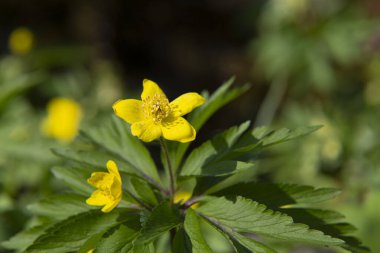 Güzel sarı ahşap şakayık, bulanık doğa arka planında Anemone ranunculoides. Makro fotoğraf, seçici odaklanma. Ormanda ilkbahar çiçeği